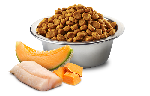705_50_ocean-cod-pumpkin-melon